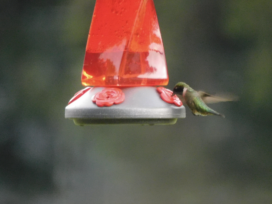 A participant's photograph of a hummingbird in flight feeding from a hanging bird feeder.